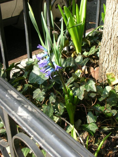 first spring blossoms in NYC urban garden