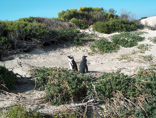 jackass penguins near Cape of Good Hope