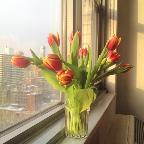 Tulips br