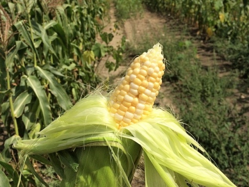 corn at Sycamore Farms
