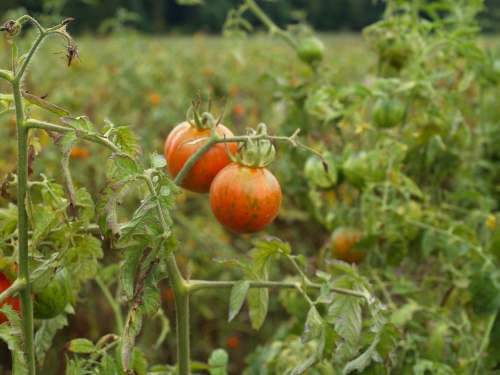Sycamore Farms - tomatoes!