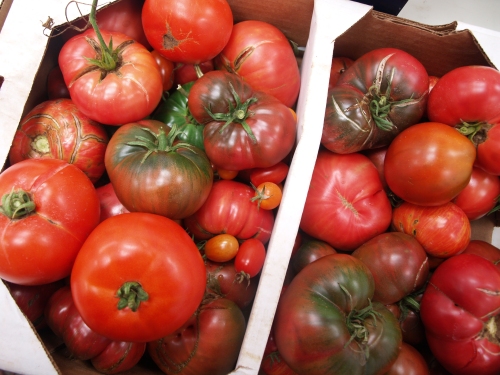 tomatoes at Sycamore Farms
